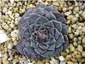 Graptopetalum bellum
